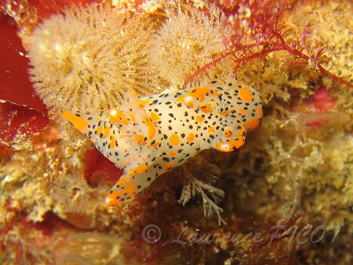 Thécacère - Thecacera pennigera.JPG - Mer de la Manche - Cherbourg